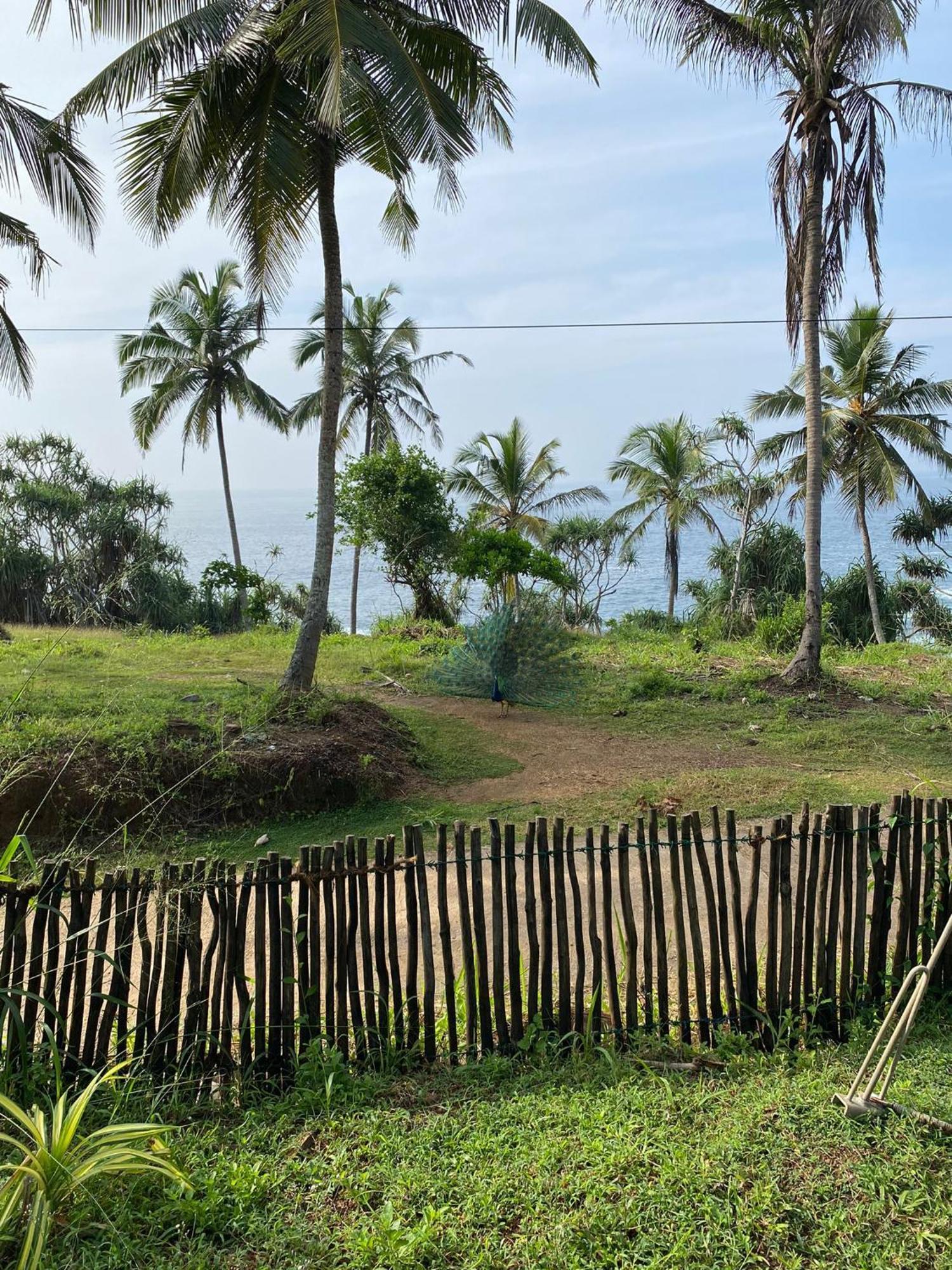 Tehan Homestay Dikwella Rum bild